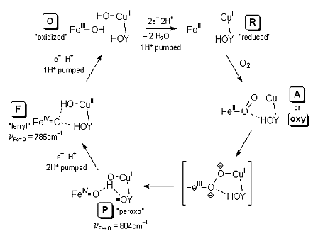 proposed mechanism of O2 cleavage